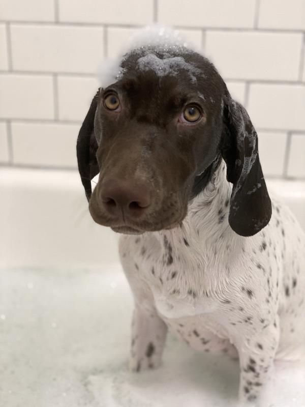 /Images/uploads/Southeast German Shorthaired Pointer Rescue/segspcalendarcontest/entries/31068thumb.jpg